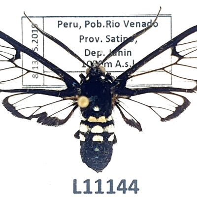 Erebidae, Arctiinae, Homoeocera stictosoma, B, Peru