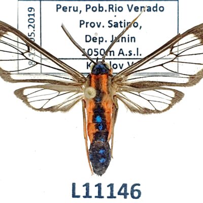 Erebidae, Arctiinae, Cosmosoma oroyana, A1-, Peru