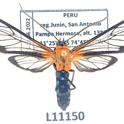 Erebidae, Arctiinae, Lepidoneiva telephus, A1, Peru