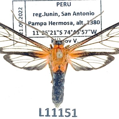 Erebidae, Arctiinae, Lepidoneiva telephus, A1-, Peru