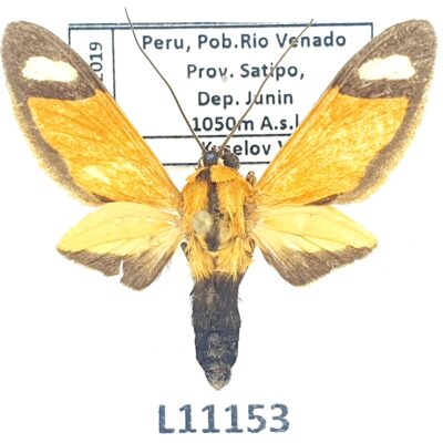 Erebidae, Arctiinae, Ormetica contraria, A1-/A2-, Peru