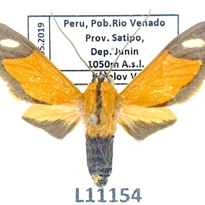 Erebidae, Arctiinae, Ormetica contraria, A1-, Peru