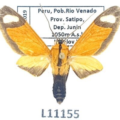 Erebidae, Arctiinae, Ormetica contraria, A1-/A2-, Peru