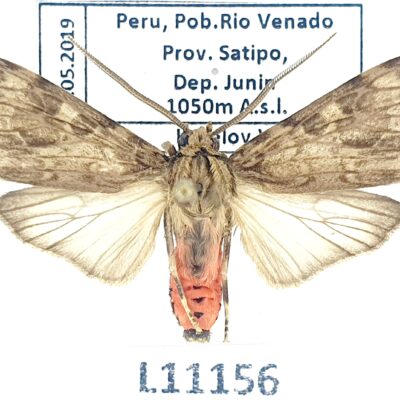 Erebidae, Arctiinae, Eucereon sp.?, A1, Peru, L11156