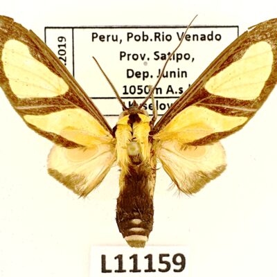 Erebidae, Arctiinae, Xanthoarctia pseudameoides, A2, Peru
