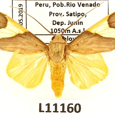 Erebidae, Arctiinae, Trichromia sp., A1-, Peru