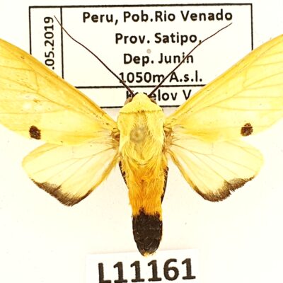 Erebidae, Arctiinae, Viviennea superba, A2-, Peru