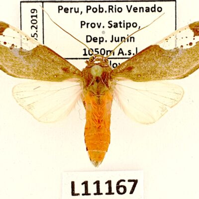 Erebidae, Arctiinae, Bertholdia detracta, A1, Peru