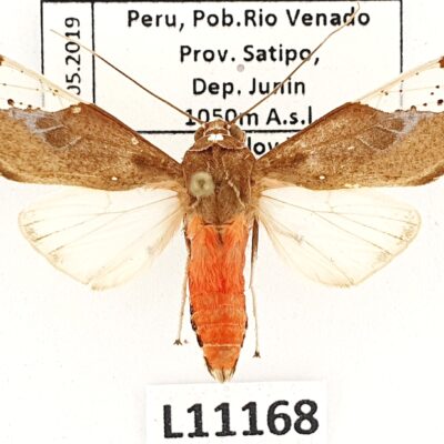 Erebidae, Arctiinae, Bertholdia detracta, A1-, Peru