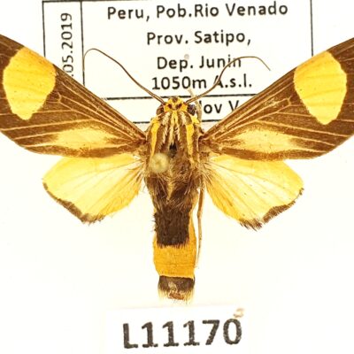 Erebidae, Arctiinae, Amphelarctia priscilla, A1-, Peru