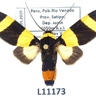 Erebidae, Arctiinae, Viviennea moma, A1, Peru