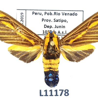 Erebidae, Arctiinae, Ormetica sypilus, A2-, Peru