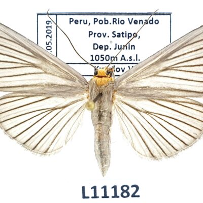 Lepidoptera sp., A1, Peru, L11182