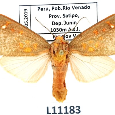 Erebidae, Arctiinae, Melese amastris, A1-, Peru