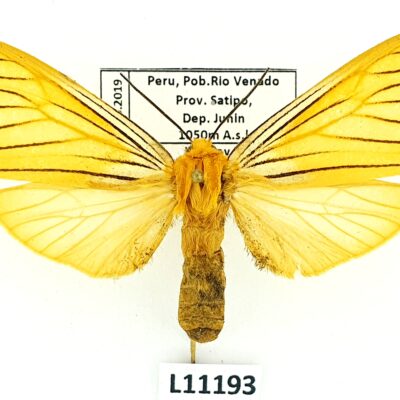Erebidae, Arctiinae, Pseudischnocampa nervosa, male, A1-, Peru