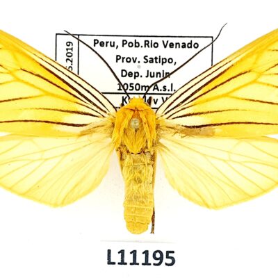 Erebidae, Arctiinae, Pseudischnocampa nervosa, male, A1, Peru