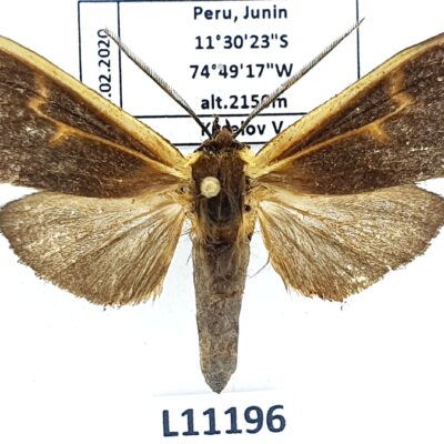 Erebidae, Arctiinae, Onythes sp.?, A1-, Peru