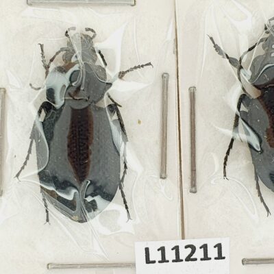 Carabidae, Carabus maurus maurus, pair, A1-, Georgia