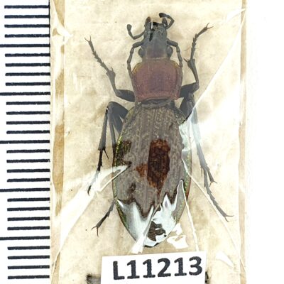 Carabidae, Carabus avinovi, female, A1, Russia