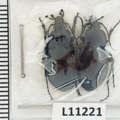 Carabidae, Carabus convexus, pair, A1, Ukraine