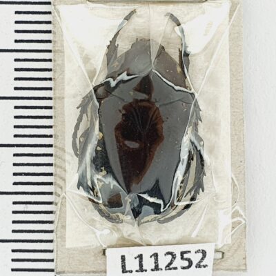 Scarabaeidae, Aethiessa mesopotamica, A1, Jordan