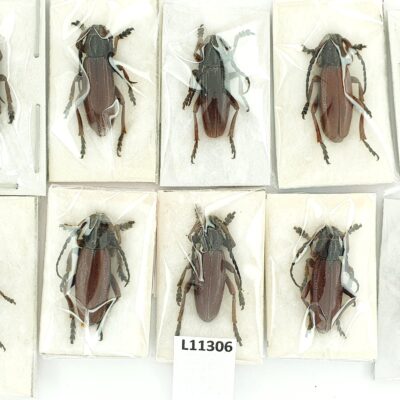 Cerambycidae, Dorcadion fulvum, 10 ex. male, A1, Ukraine