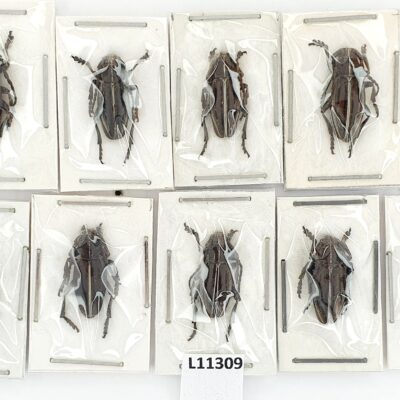 Cerambycidae, Dorcadion holosericeum, 10 ex. male, A1, Ukraine