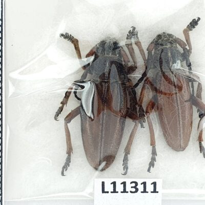 Cerambycidae, Dorcadion fulvum, pair, A1, Ukraine