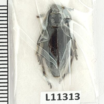 Cerambycidae, Dorcadion klavdiae, female, A1, Georgia