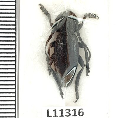 Cerambycidae, Dorcadion carinatum, male, A1, Ukraine