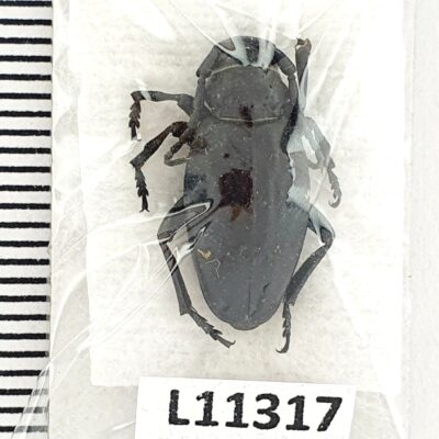 Cerambycidae, Dorcadion shirvanicum, female, A1, Azerbaijan, BLACK FORM