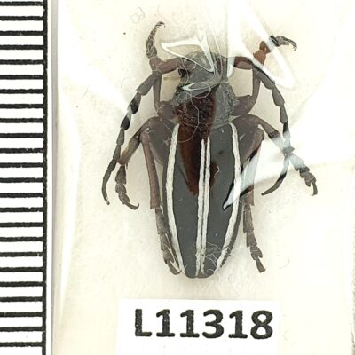 Cerambycidae, Dorcadion scabricolle paphlagonicum?, male, A1-, Türkiye