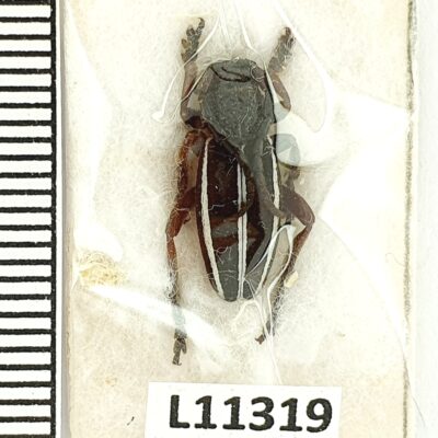 Cerambycidae, Dorcadion scabricolle scabricolle, male, A1, Georgia