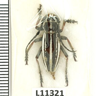 Cerambycidae, Dorcadion crassipes glazunovi, male, A1, Kazakhstan