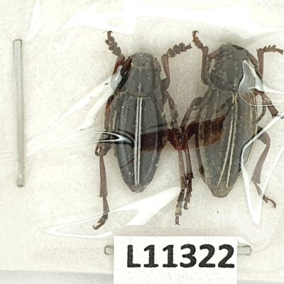 Cerambycidae, Dorcadion cinerarium perroudi, pair, A1, Ukraine, Crimea