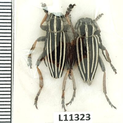 Cerambycidae, Dorcadion unidiscale, pair, A1, Kazakhstan