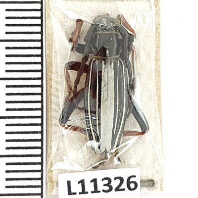 Cerambycidae, Dorcadion politum, male, A1, Kazakhstan