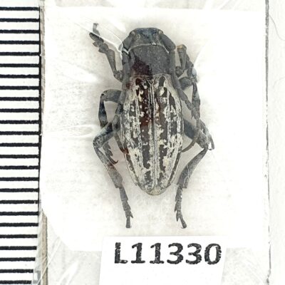 Cerambycidae, Dorcadion shirvanicum, male, A1, Azerbaijan