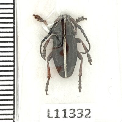 Cerambycidae, Dorcadion sulcipenne demokidovi, male, A1, Georgia, RARE