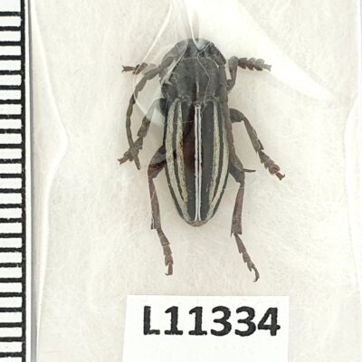 Cerambycidae, Dorcadion auratum, male, A1, Georgia