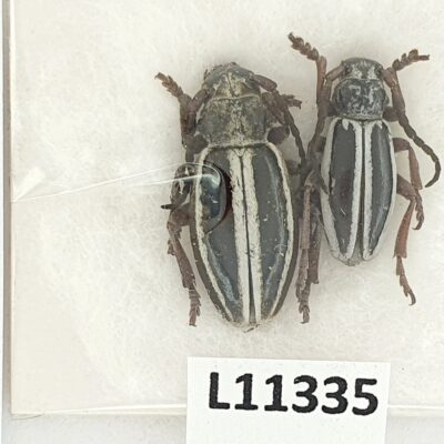 Cerambycidae, Dorcadion nitidum, pair, A1, Georgia