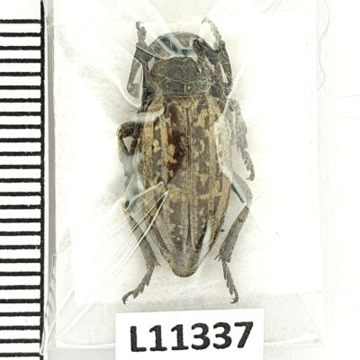 Cerambycidae, Dorcadion shirvanicum, female, A1, Azerbaijan