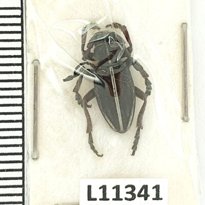Cerambycidae, Dorcadion tauricum, male, A1, Moldova