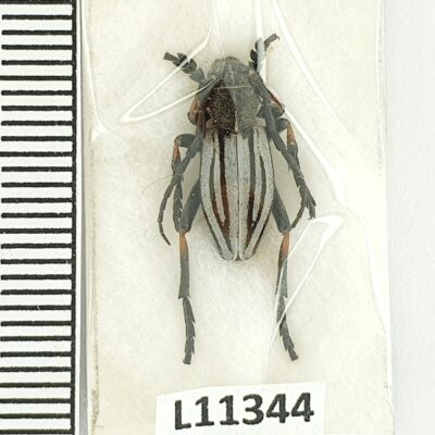 Cerambycidae, Dorcadion semenovi semenovi, male, A1, Kazakhstan