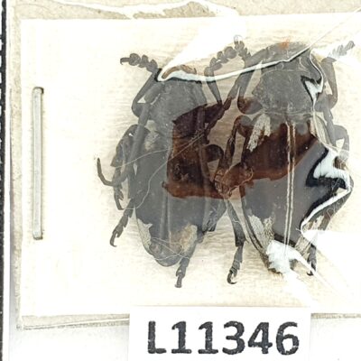 Cerambycidae, Dorcadion dimidiatum, pair, A1, Türkiye