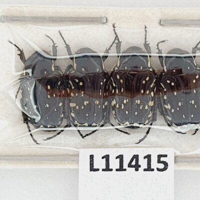 Scarabaeidae, Oxythyrea cinctella, 5 ex., A1, Kazakhstan
