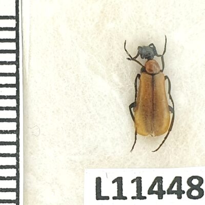 Meloidae, Alosimus luteus, A1, Iran