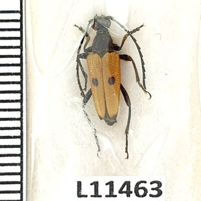 Cerambycidae, Stictoleptura tesserula, male, A1, Georgia