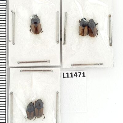 Scarabaeidae, Aphodius erraticus, 5 ex., A1, Azerbaijan