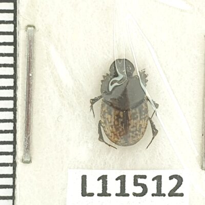 Scarabaeidae, Onthophagus nuchicornis, A1, Ukraine